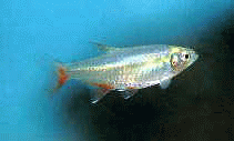 Виды аквариумных рыбок - Афиохаракс альбурнус