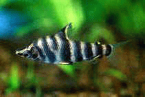Виды аквариумных рыбок - Абрамитес мраморный