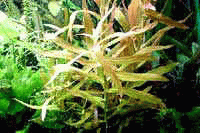Аквариумные растения - Аммания изящная