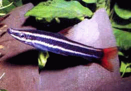 Виды аквариумных рыбок - Аностомус обыкновенный