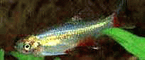 Виды аквариумных рыбок - Афиохаракс красноплавничный