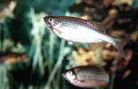 Виды аквариумных рыбок - Данио малабарский