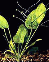 Аквариумные растения - Эхинодурус асперус (крапчатый)