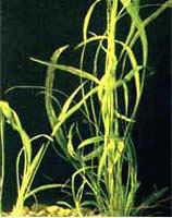 Аквариумные растения - Эхинодурус истмикус