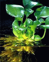 Аквариумные растения - Эйхорния (водяной гиацинт)
