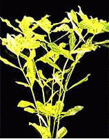 Аквариумные растения - Гигрофила многосеменная (мраморная)