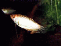 Виды аквариумных рыбок - Гурами медовый