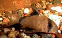 Виды аквариумных рыбок - Коридорас метский