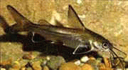 Виды аквариумных рыбок - Косатка-мышь