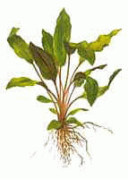 Аквариумные растения - Криптокорина