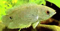 Виды аквариумных рыбок - Ктенопома Кингсли