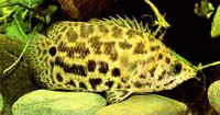 Виды аквариумных рыбок - Ктенопома леопардовая