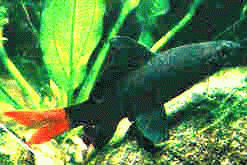 Виды аквариумных рыбок - Лабео двухцветный