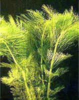 Аквариумные растения - Лимнофила водяная (королевская амбулия)