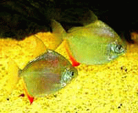 Виды аквариумных рыбок - Метиннис обыкновенный