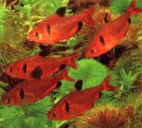Виды аквариумных рыбок - Минор