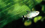 Виды аквариумных рыбок - Мэнхаузия святой Филомены
