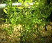 Аквариумные растения - Папоротник индийский водяной