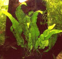 Аквариумные растения - Папоротник таиландский
