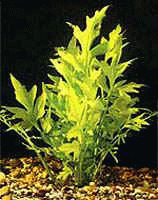 Аквариумные растения - Папоротник цератоптерис