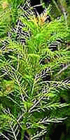 Аквариумные растения - Перистолистник бразильский
