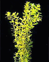 Аквариумные растения - Ротала индийская