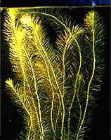 Аквариумные растения - Ротала валлихи