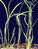 Аквариумные растения - Стрелолист