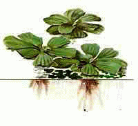 Аквариумные растения - Водный салат (пистия)