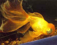 Виды аквариумных рыбок - Вуалехвост (золотая рыбка)