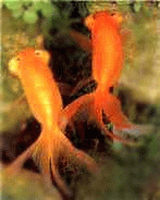 Виды аквариумных рыбок - Звездочет