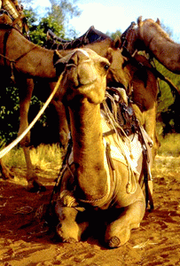 Зороастрийский гороскоп - Верблюд