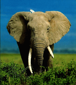 Зороастрийский гороскоп - Слон
