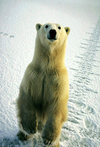 Зороастрийский гороскоп - Белый Медведь