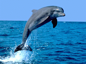 Зороастрийский гороскоп - Дельфин