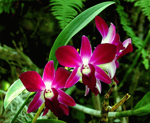 Цветочный гороскоп - Орхидея
