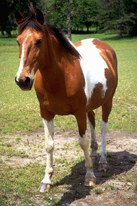 Восточный гороскоп - Лошадь