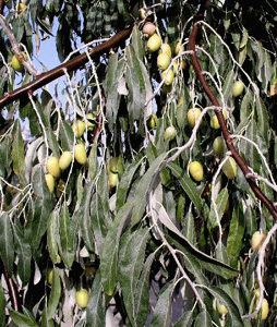 Гороскоп друидов - Оливковое дерево (Маслина)