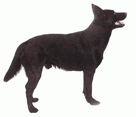 Породы собак - Австралийский келпи
