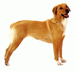 Породы собак - Австралийский короткошерстный пинчер