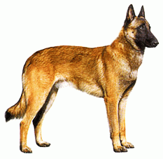 Породы собак - Бельгийская овчарка
