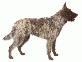 Породы собак - Голландская овчарка