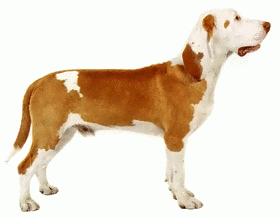 Породы собак - Испанская гончая