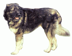 Породы собак - Кавказская овчарка