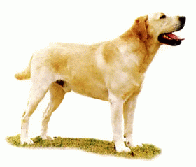 Породы собак - Лабрадор-ретривер