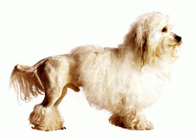 Породы собак - Львиная собачка