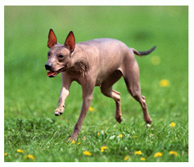 Породы собак - Мексиканская голая собака