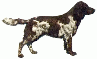 Породы собак - Вахтельхунд