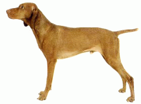 Породы собак - Венгерская легавая
