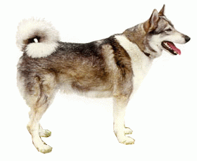 Породы собак - Западносибирская лайка